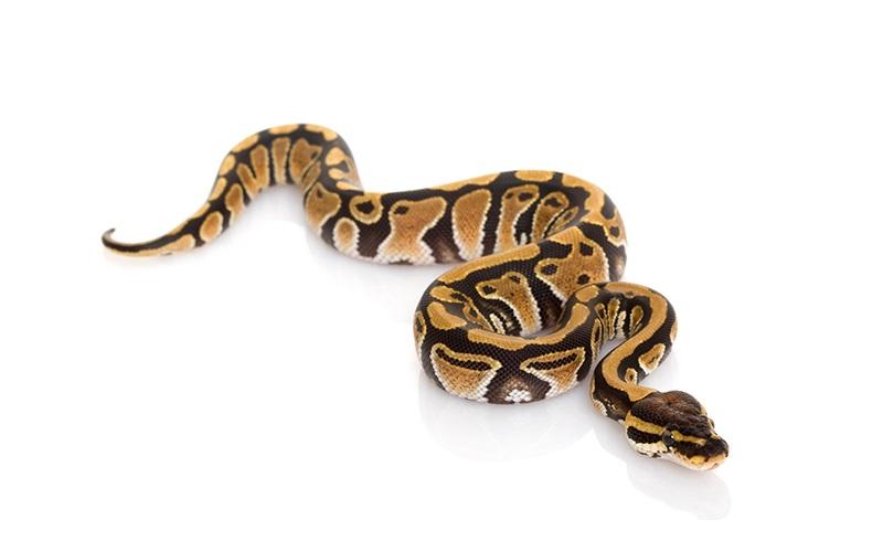 Ball Python Care Sheet