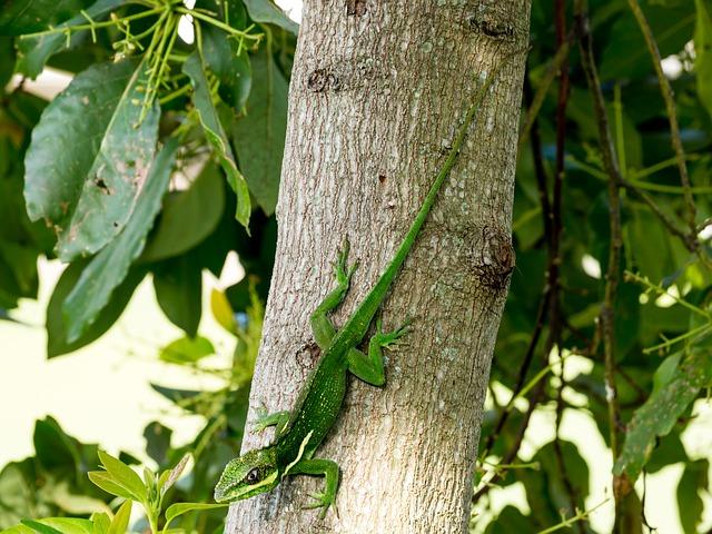 Cuban Knight Anole Care Sheet