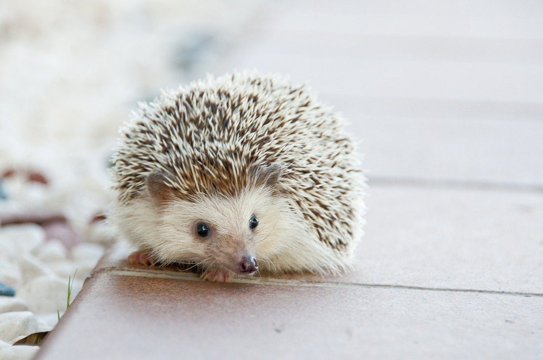 How to Care for Your Hedgehog