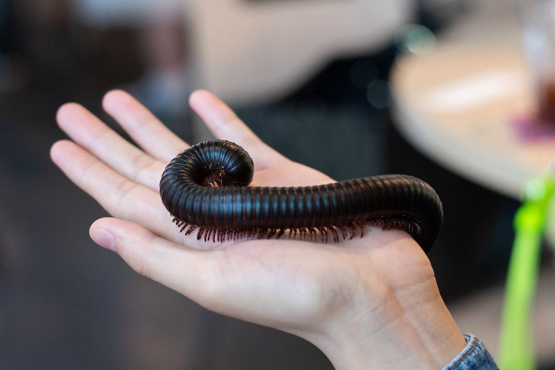 African Giant Millipede Care Sheet