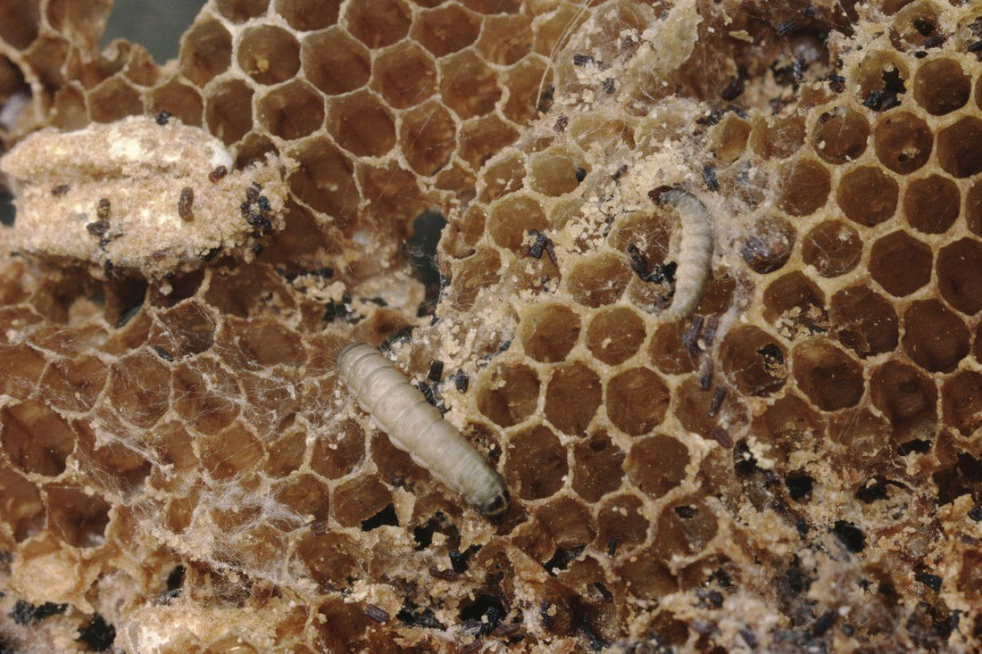 How to Care for Waxworms