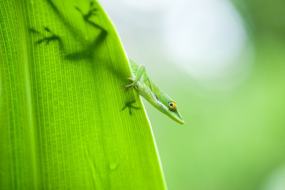 Brown/Green Anole Care Sheet