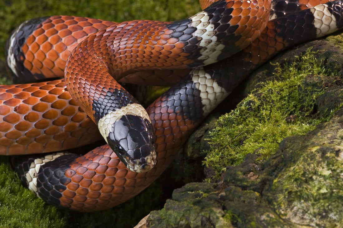Milksnake Care Sheet