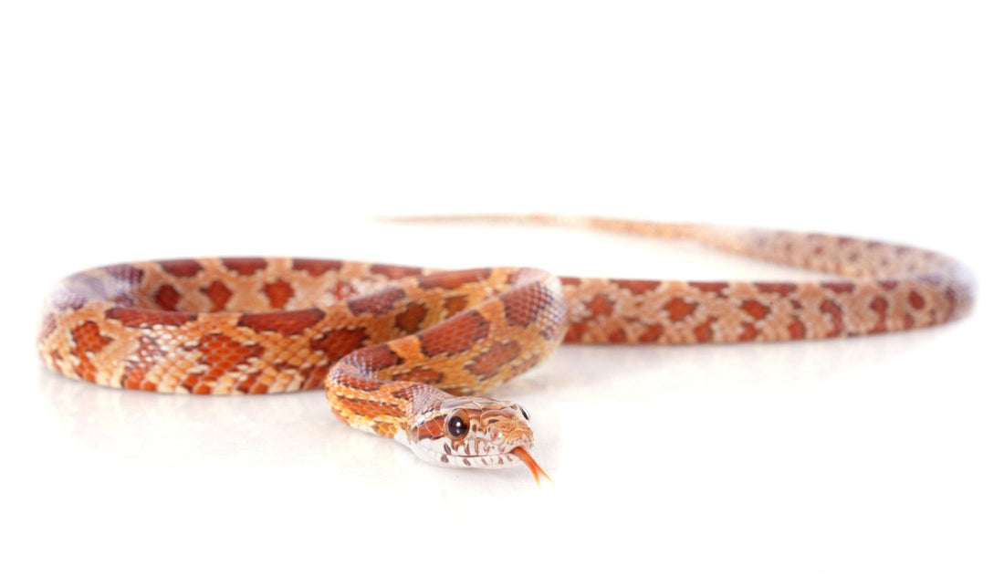 Corn Snake Care Sheet