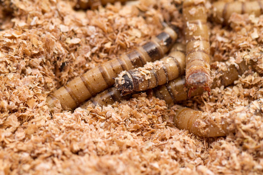Can You Use Superworms in Your Bioactive Terrarium?