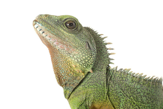 Chinese Water Dragon Care Sheet
