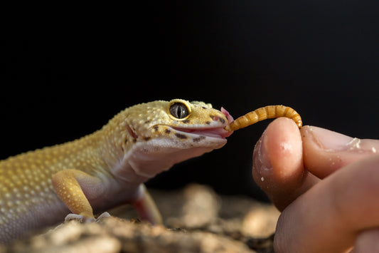 How to Save Money on Reptile Food When You’re on a Tight Budget