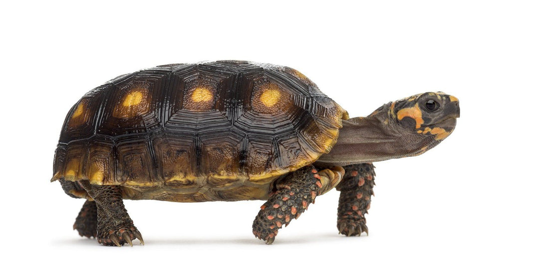 Red-Footed Tortoise Care Sheet