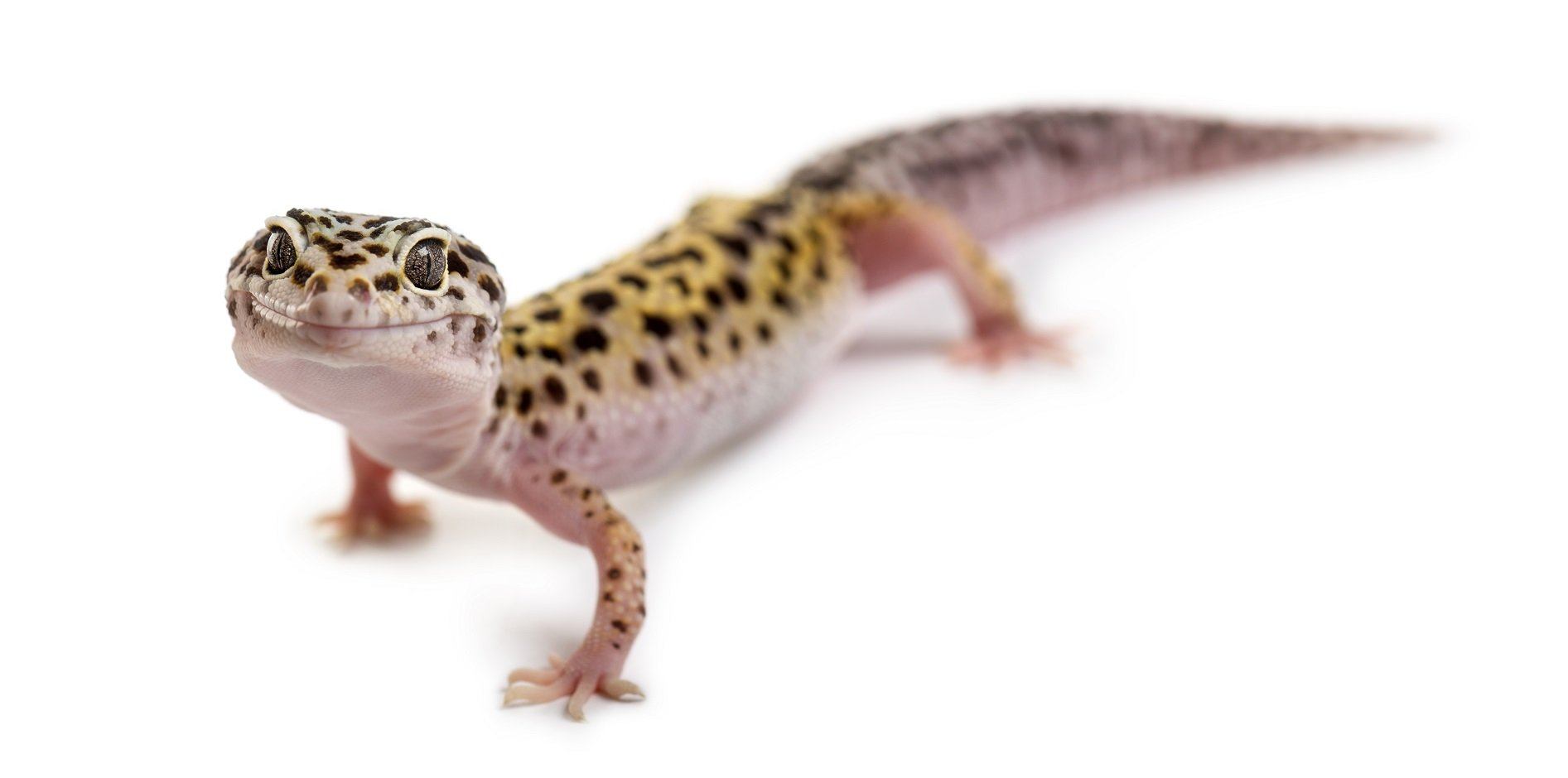 leopard gecko setup