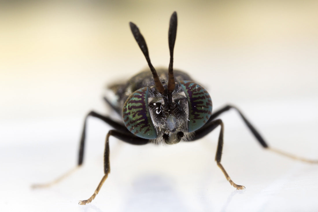 Can Lizards Eat Black Soldier Flies?