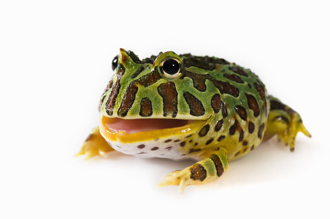 How to Care for Your Pacman Frog