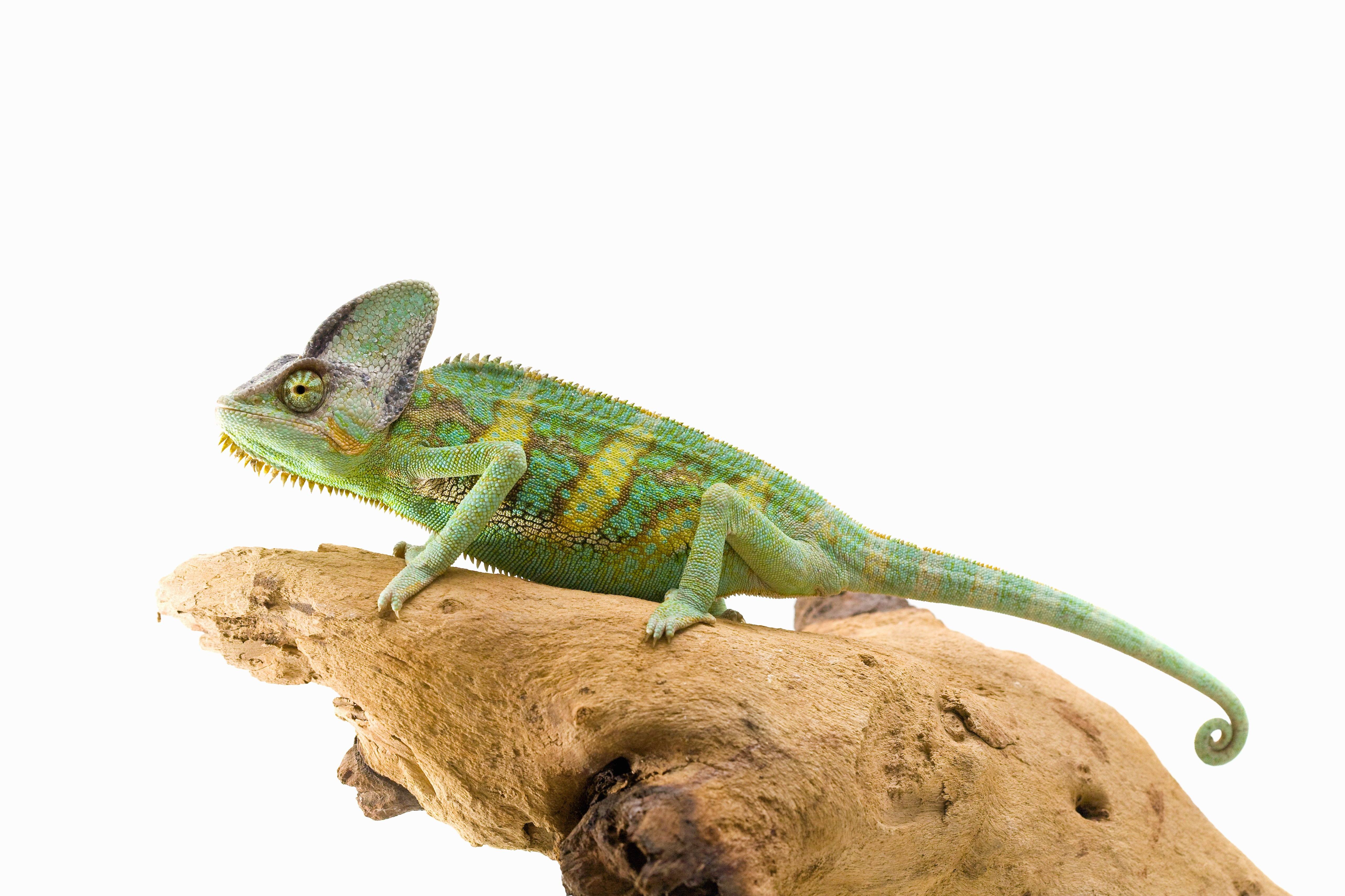 Can Chameleons Eat Dubia Roaches? Discover the Ideal Diet for Your Reptile