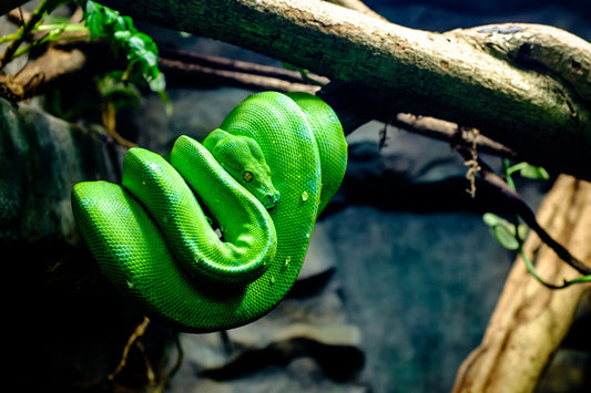 Green Tree Python Care Sheet