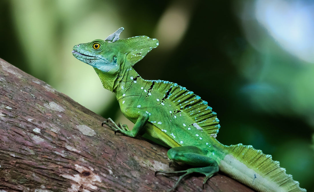 Green Basilisk Care Sheet