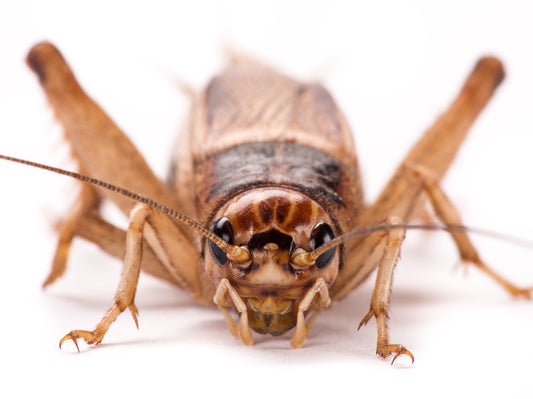 Do Crickets Give Reptiles Parasites?