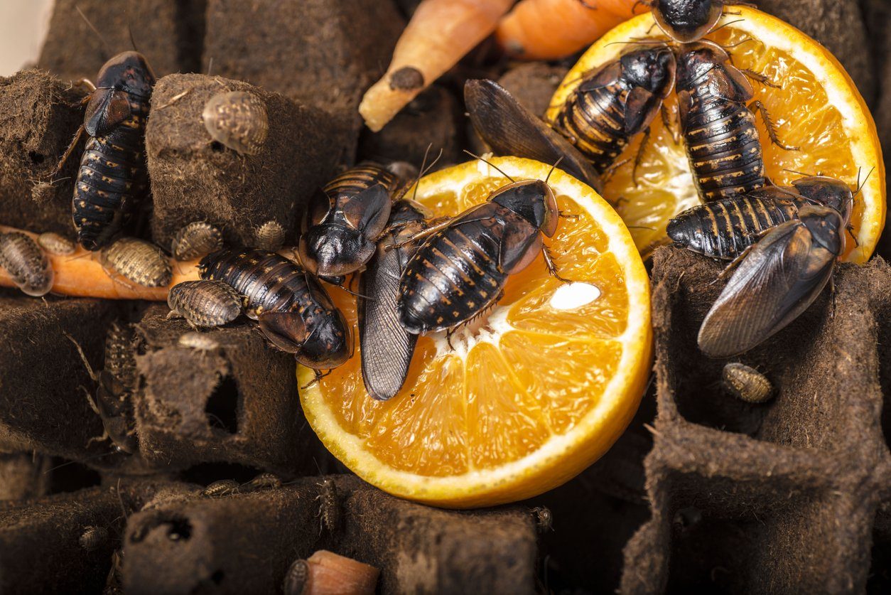 A closer look at Dubia Roach Escape Prevention