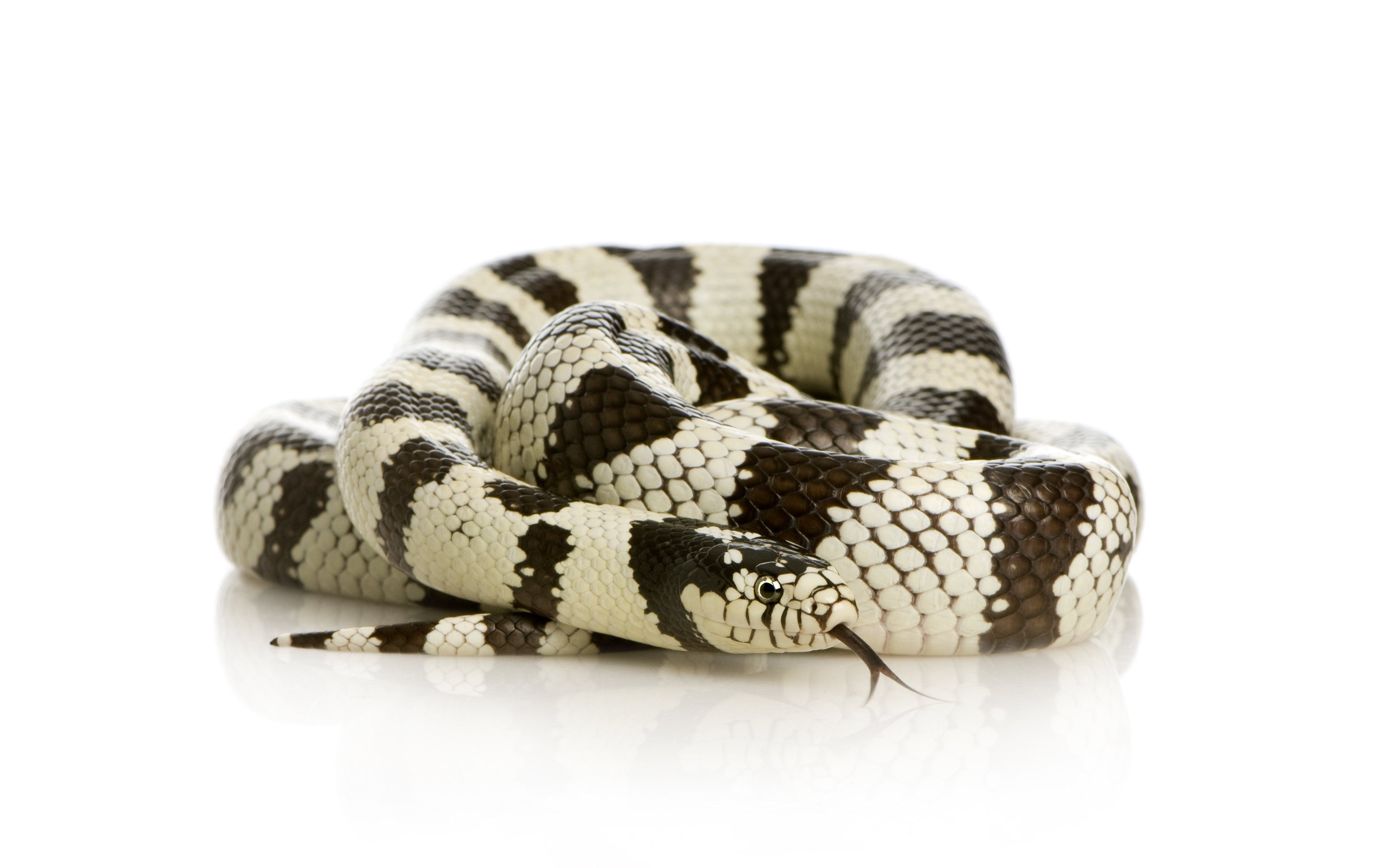 which is the best humid reader for ball pythons enclosure? 1 saw