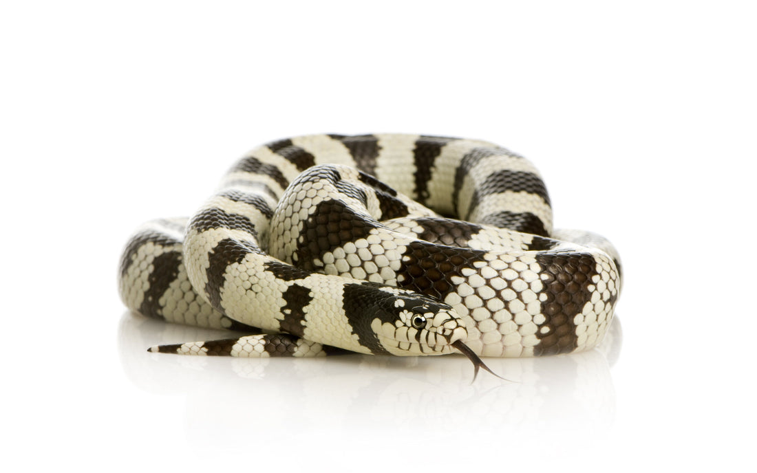 Kingsnake Care Sheet