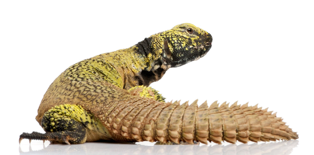 Uromastyx Care Sheet