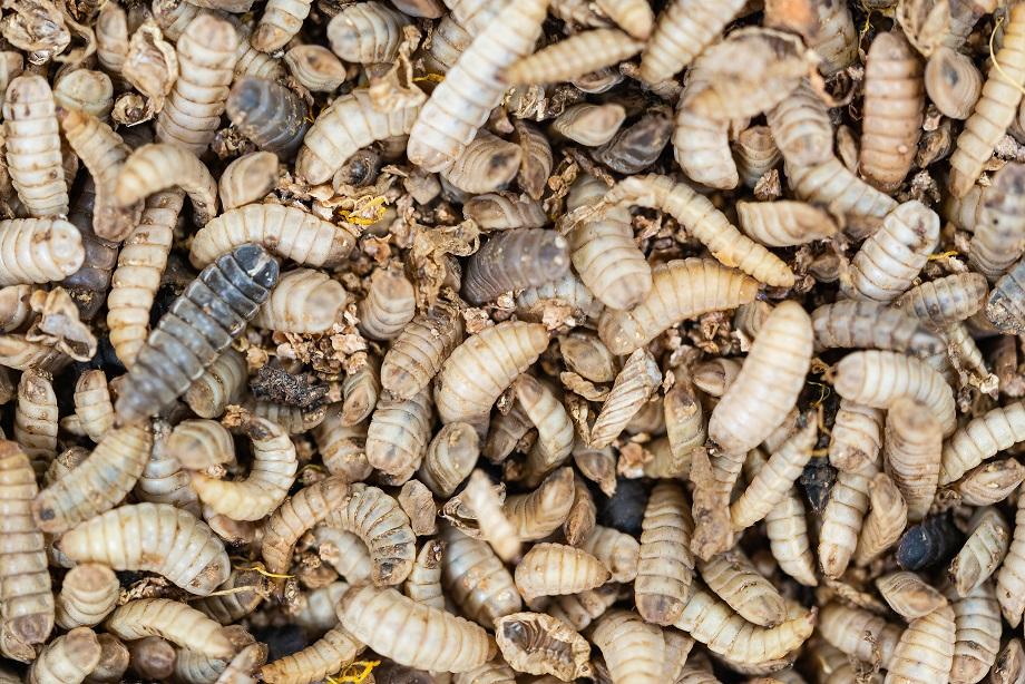 What Do Black Soldier Fly Larvae Eat?