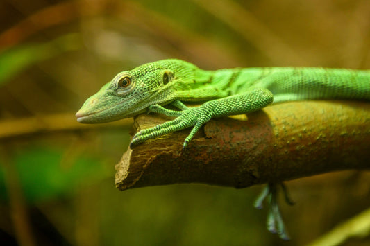 Green Tree Monitor Care Sheet