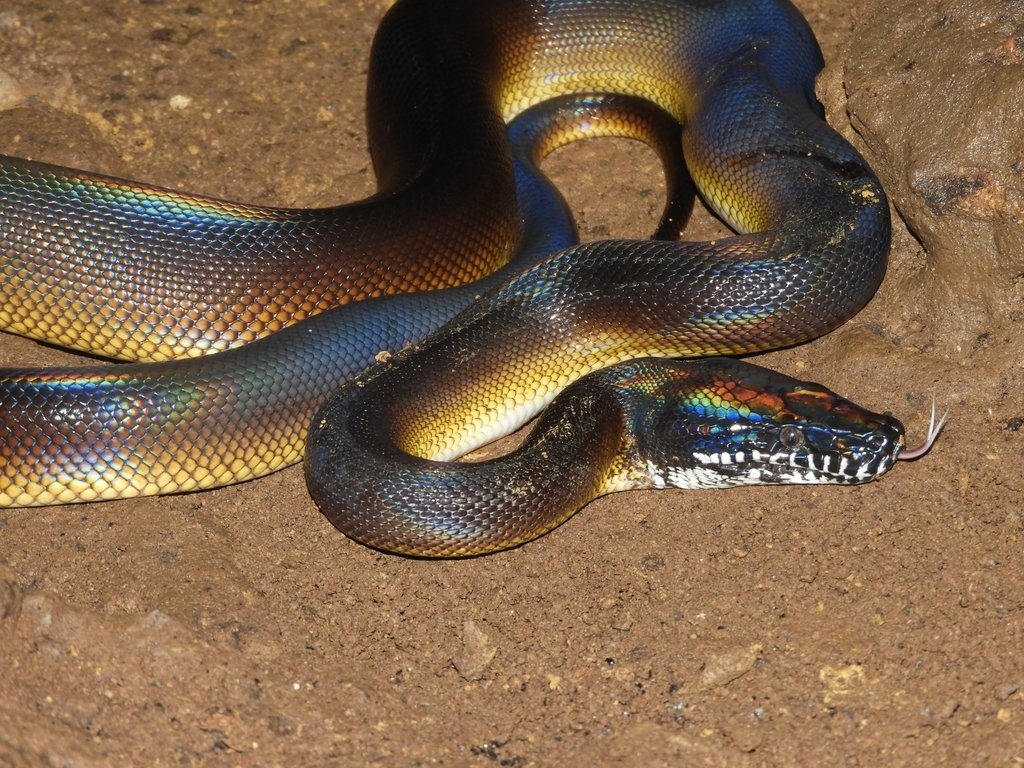 White-Lipped Python Care Sheet