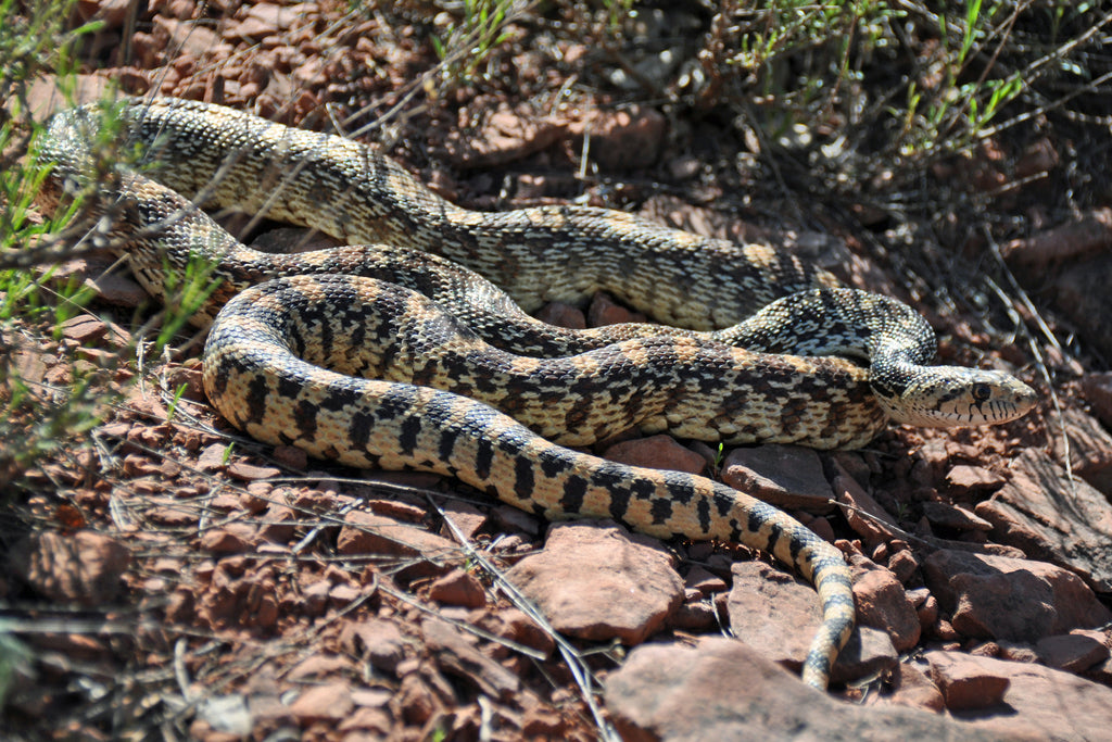 How to Set Up a Bullsnake / Gopher Snake Terrarium