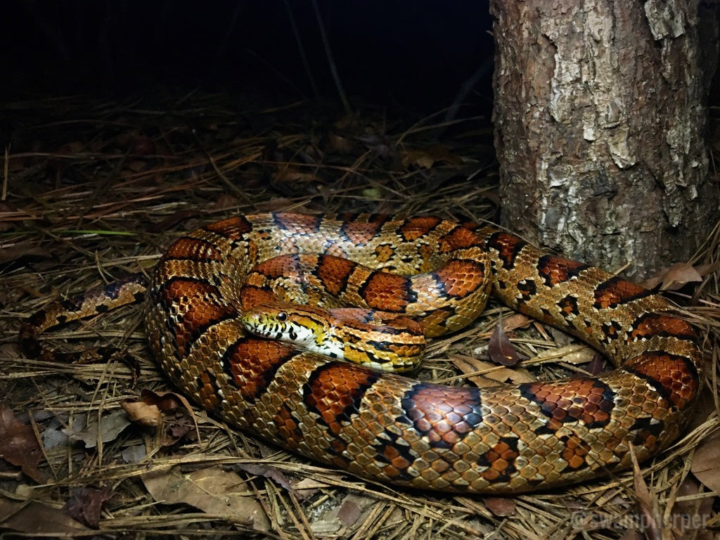 How to Set Up a Corn Snake Terrarium