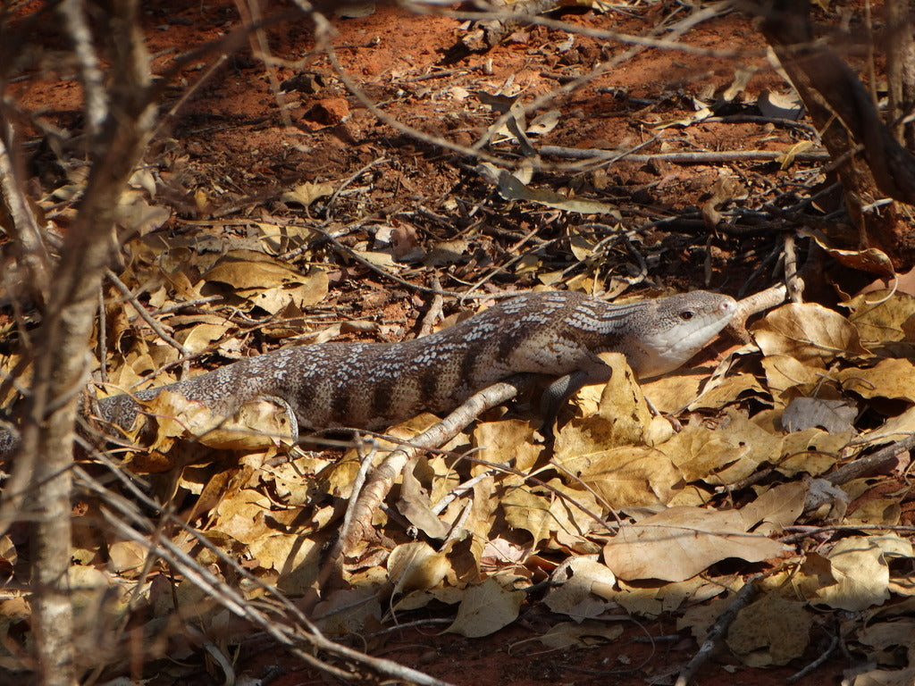 How to Set Up a Northern Blue Tongue Skink Terrarium