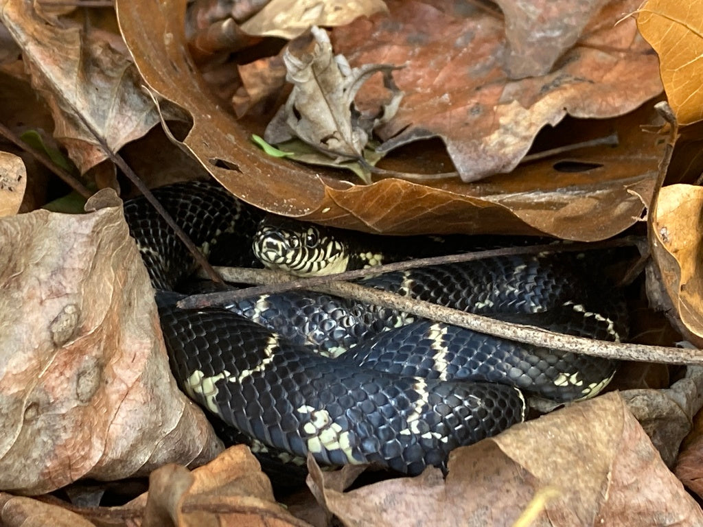 How to Set Up a Kingsnake Terrarium