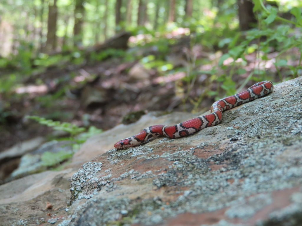 19 Red Milk Snake Facts 