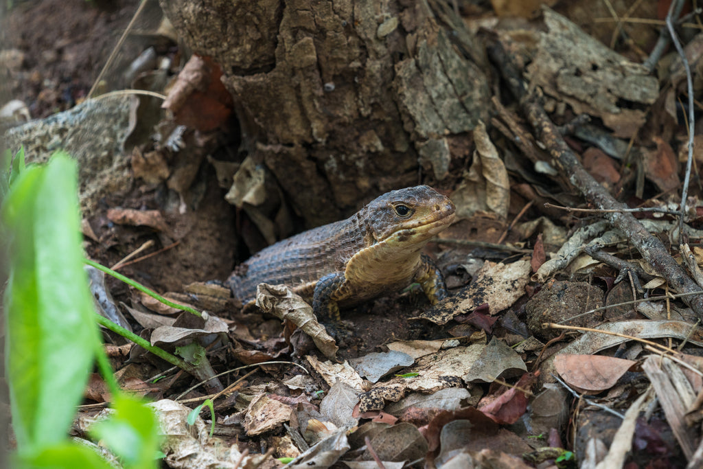 How to Set Up a Sudan Plated Lizard Terrarium