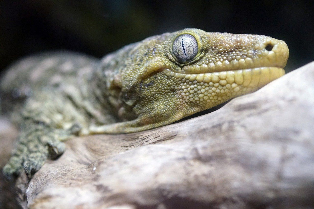How to Care for Your Leachianus Gecko