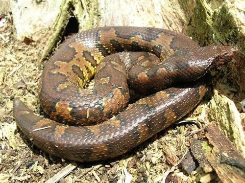 Viper Boa Care Sheet