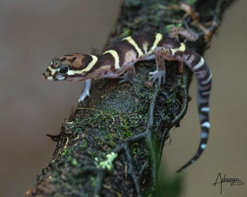 Central American Banded Gecko Care Sheet