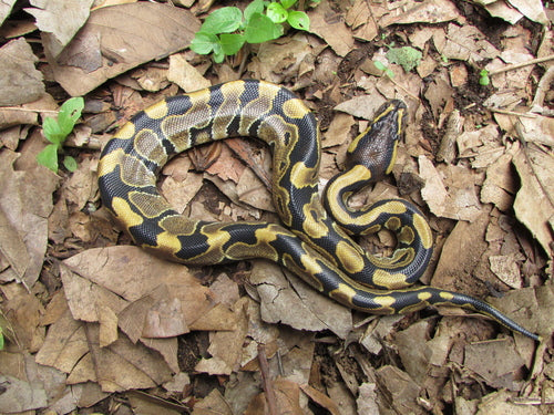 How to Set Up a Ball Python Terrarium