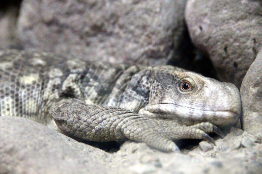 How to Care for Your Savannah Monitor