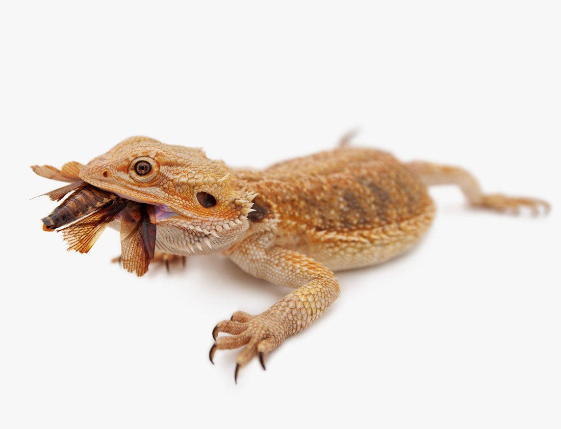 What Are the Best Staple Feeder Insects for Reptiles?