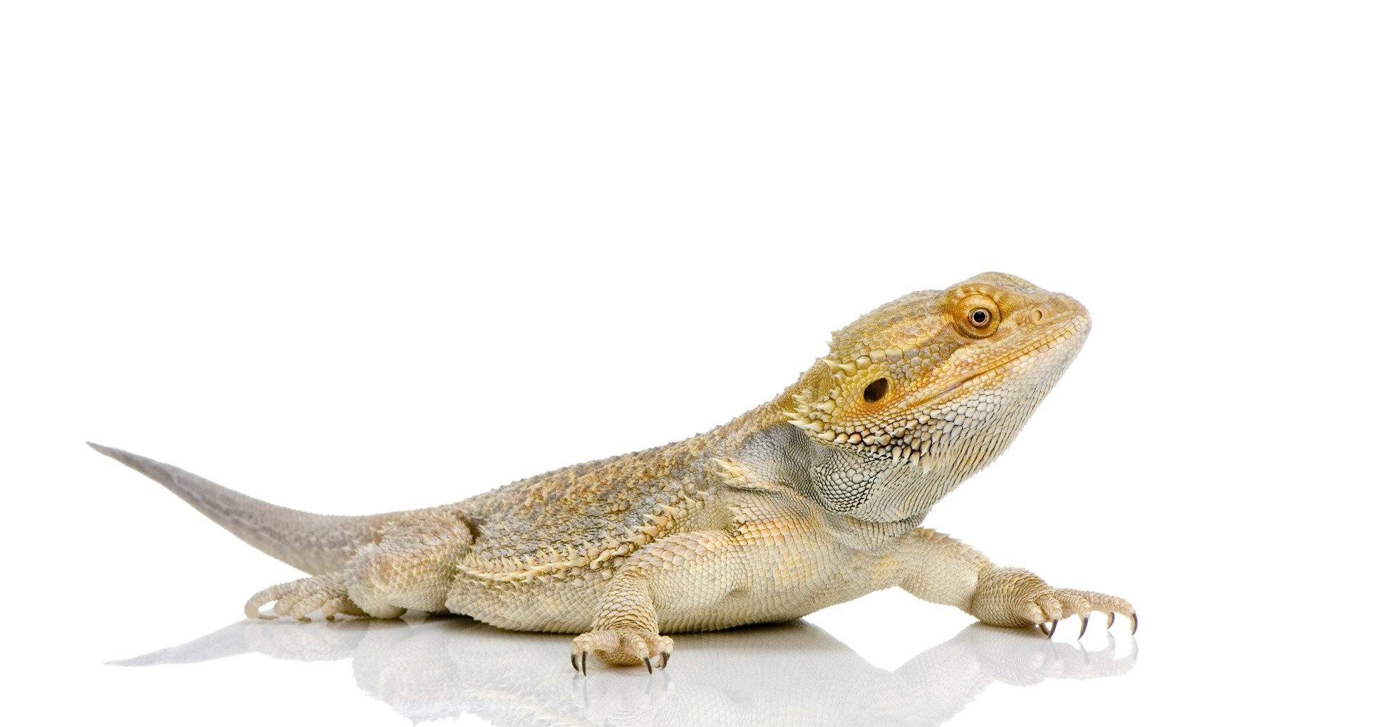 Reptisafe for bearded store dragons