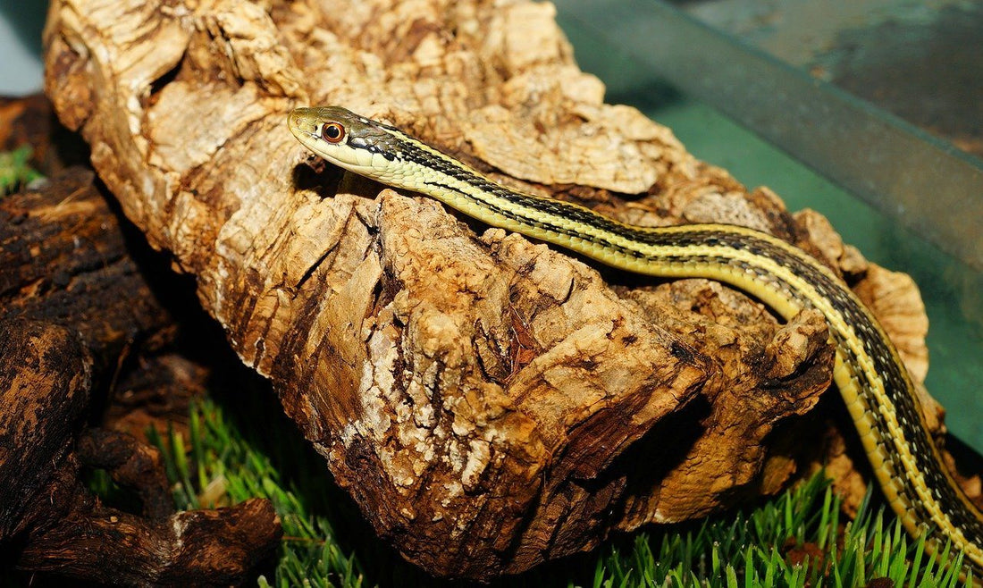 Garter Snake Care Sheet