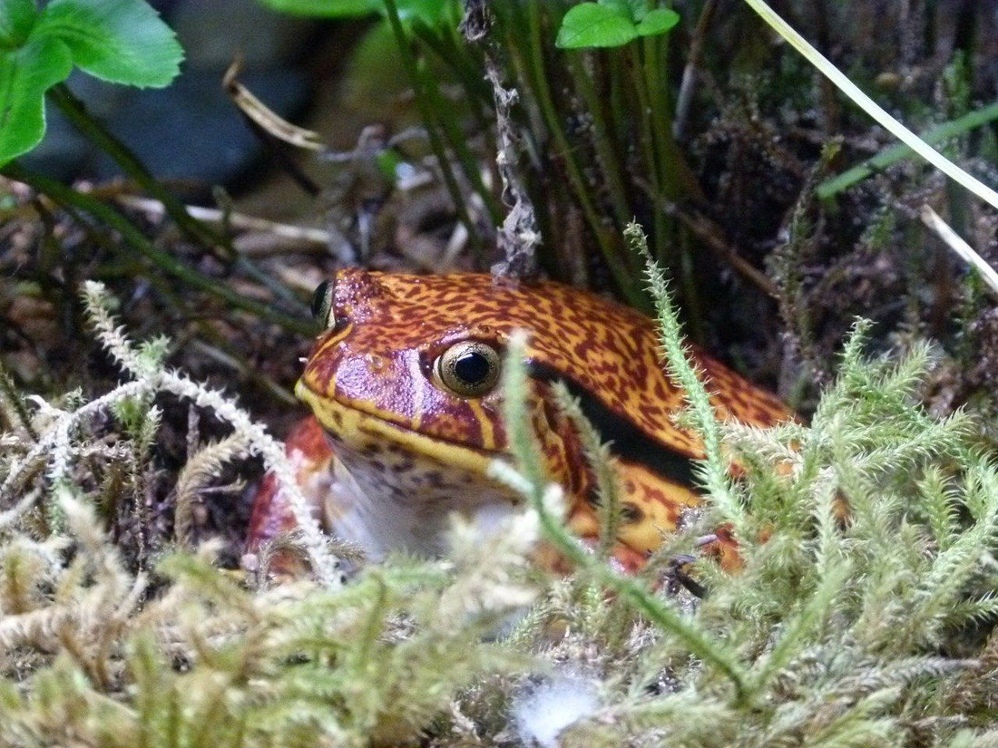 How to Care for Your Tomato Frog