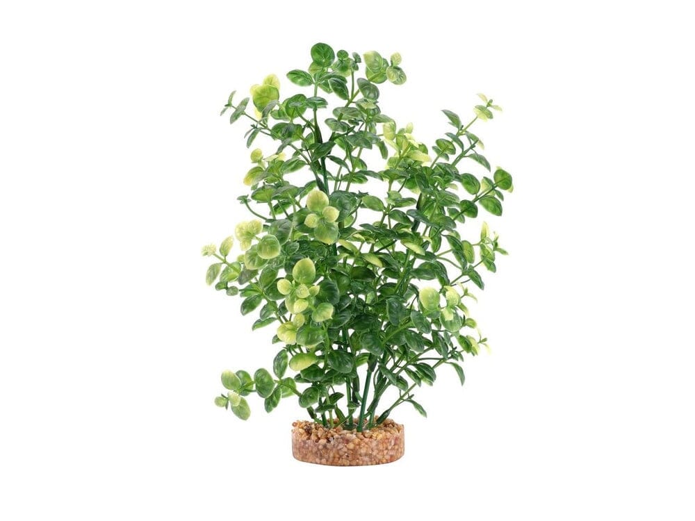 Fluval Green Bacopa 8" Fluval