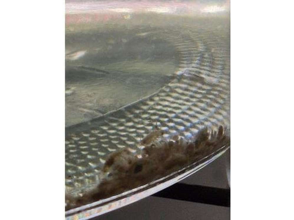 200ct Live Scuds Hyalella azteca Auction
