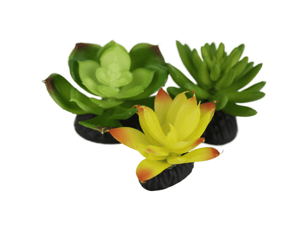 desert succulents Komodo Living Natural Desert Succulents, 3 pack
