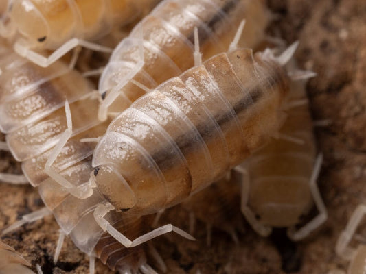 "Butter Pecan" Isopods Cubaris murina