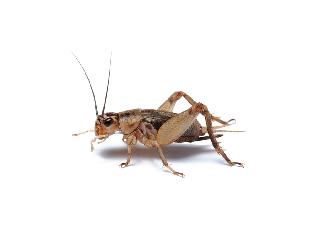 Crickets