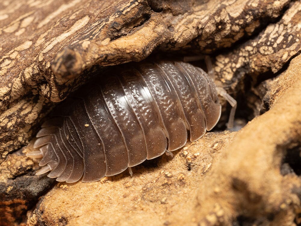Giant Canyon Isopods (Porcellio dilatatus) RPG