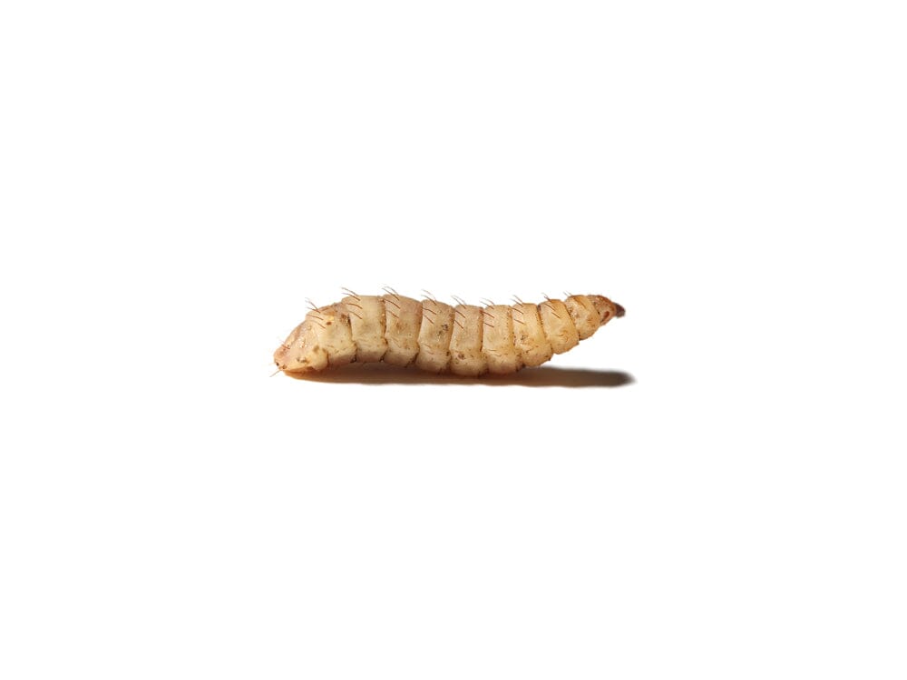 Large NutriGrubs™