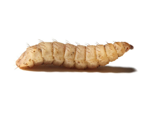 Large NutriGrubs™