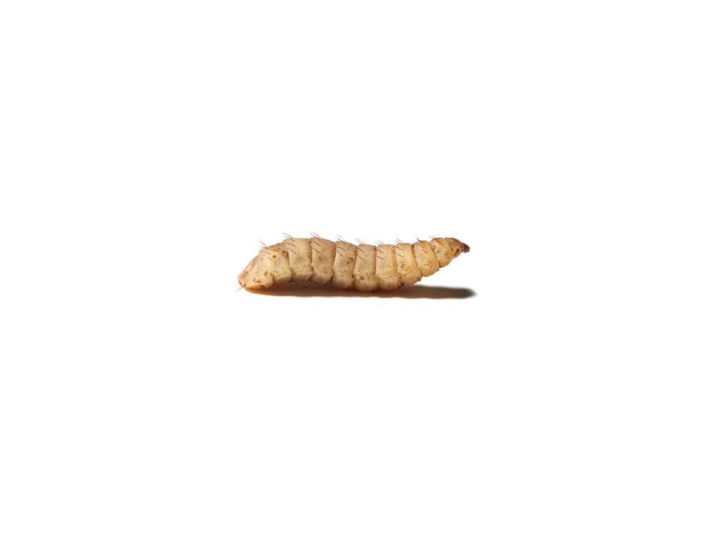 Medium NutriGrubs™ FREE SHIPPING